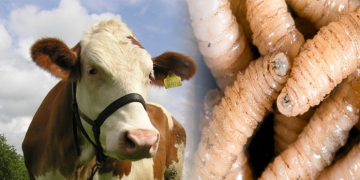 Científicos prueban ADN ambiental para detectar tempranamente al gusano barrenador