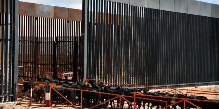 Cruzan a EUA las primeras 750 cabezas de Ganado por Chihuahua; Tras más de un año de cierre por el Gusano Barrenador