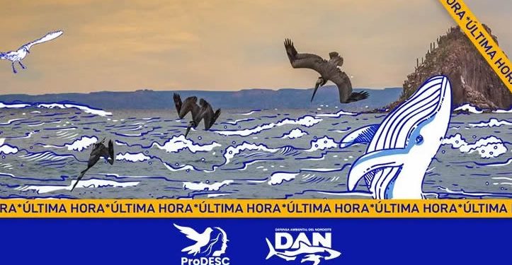Juzgado federal ordena a la Semarnat y la ASEA revisar peticiones sobre proyectos de gas en el Golfo de California