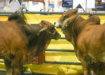 Ganaderos mexicanos aplazan al 8 de septiembre reinicio de exportación de ganado a EE.UU.