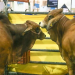 Ganaderos mexicanos aplazan al 8 de septiembre reinicio de exportación de ganado a EE.UU.