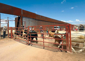 Sonora retoma envío de ganado hacia EU; cruce de 900 cabezas por día