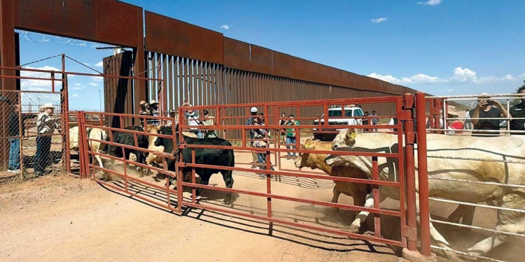 Sonora retoma envío de ganado hacia EU; cruce de 900 cabezas por día