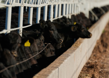Sonora avanza en tuberculosis bovina, pero enfrenta 30 casos de gusano barrenador