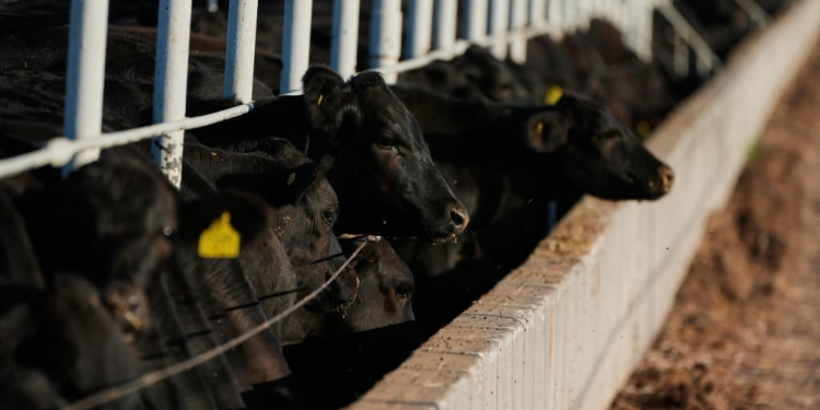 Sonora avanza en tuberculosis bovina, pero enfrenta 30 casos de gusano barrenador