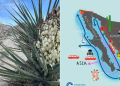 Exhibirán documental sobre posibles impactos ambientales del proyecto Saguaro