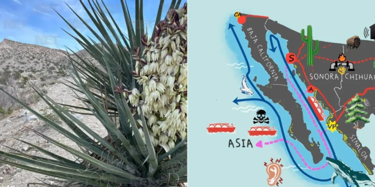 Exhibirán documental sobre posibles impactos ambientales del proyecto Saguaro