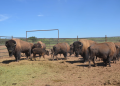 En Sonora, los bisontes se deambulan tras 200 años de ausencia intentando rewildingar las zonas fronterizas