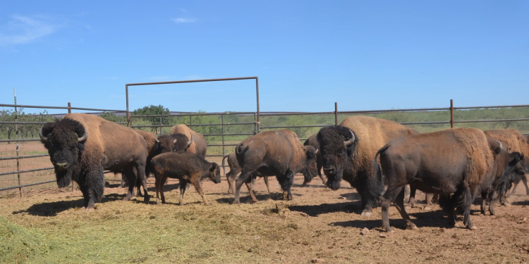 En Sonora, los bisontes se deambulan tras 200 años de ausencia intentando rewildingar las zonas fronterizas
