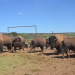 En Sonora, los bisontes se deambulan tras 200 años de ausencia intentando rewildingar las zonas fronterizas
