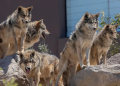 El lobo mexicano sobrevivió al exterminio; ahora enfrenta una nueva amenaza: Donald Trump