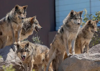 El lobo mexicano sobrevivió al exterminio; ahora enfrenta una nueva amenaza: Donald Trump