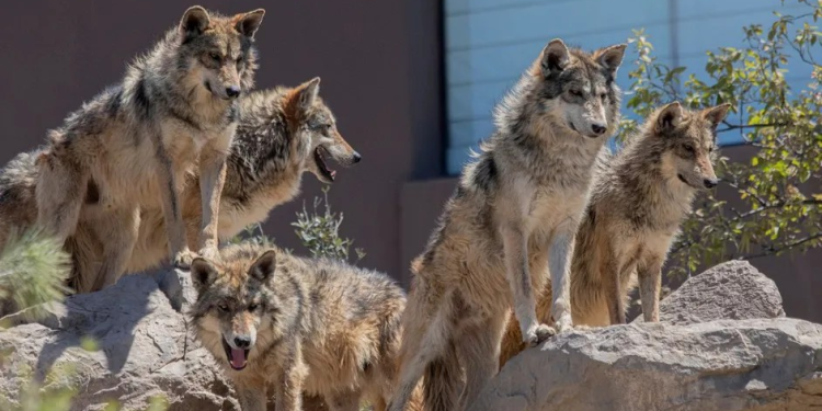 El lobo mexicano sobrevivió al exterminio; ahora enfrenta una nueva amenaza: Donald Trump