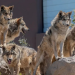 El lobo mexicano sobrevivió al exterminio; ahora enfrenta una nueva amenaza: Donald Trump
