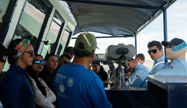 Conanp reporta avistamiento de tres vaquitas marinas; no pudieron fotografiarlas