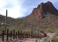Nación indígena denuncia retiro de miles de cactus sagrados en Arizona; señala daños por construcción del muro fronterizo