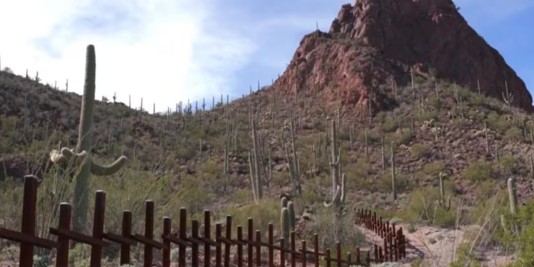 Nación indígena denuncia retiro de miles de cactus sagrados en Arizona; señala daños por construcción del muro fronterizo