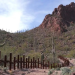 Nación indígena denuncia retiro de miles de cactus sagrados en Arizona; señala daños por construcción del muro fronterizo