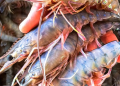 En octubre inicia la pesca de camarón en el océano Pacífico y el Golfo de México