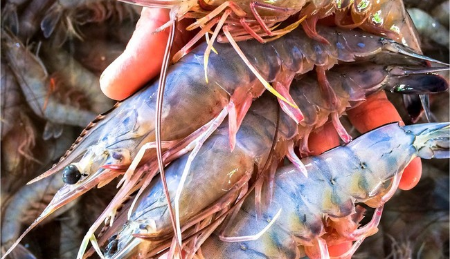 En octubre inicia la pesca de camarón en el océano Pacífico y el Golfo de México