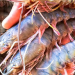 En octubre inicia la pesca de camarón en el océano Pacífico y el Golfo de México