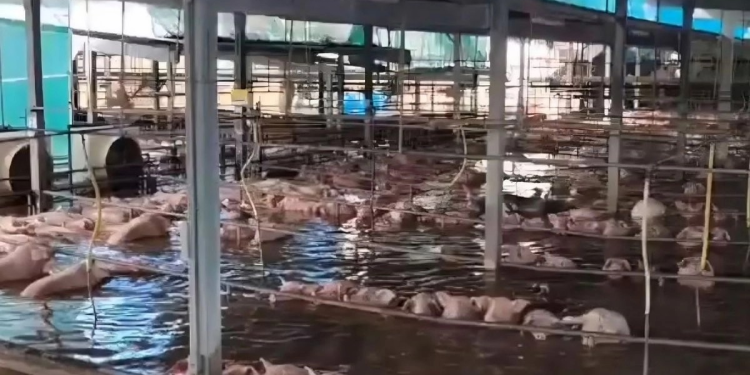 Huracán ‘Polo’ deja bajo el agua a cerditos en granja de Navojoa, Sonora