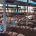 Huracán ‘Polo’ deja bajo el agua a cerditos en granja de Navojoa, Sonora