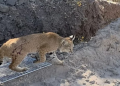 Rescata Policía Ambiental a lince rojo dentro de una escuela primaria de Nogales, Sonora