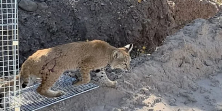 Rescata Policía Ambiental a lince rojo dentro de una escuela primaria de Nogales, Sonora