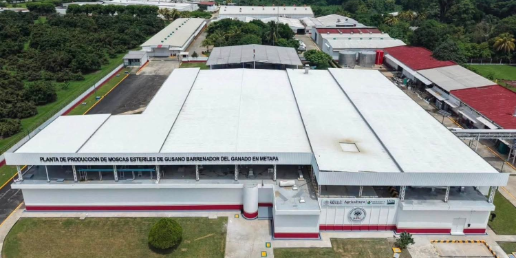 Producción de moscas estériles contra el ‘gusano barrenador’ llega a 100 millones