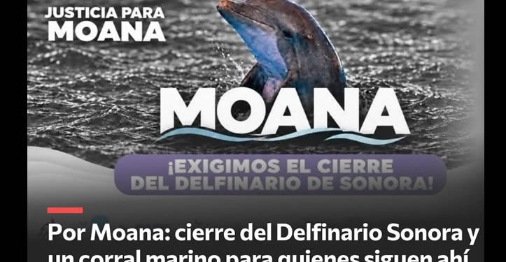 Organizaciones ambientalistas piden justicia para Moana y cierre del Delfinario a través de la plataforma Change.org