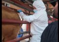 AGRICULTURA descarta caso de fiebre aftosa en bovino inspeccionado en Sonora