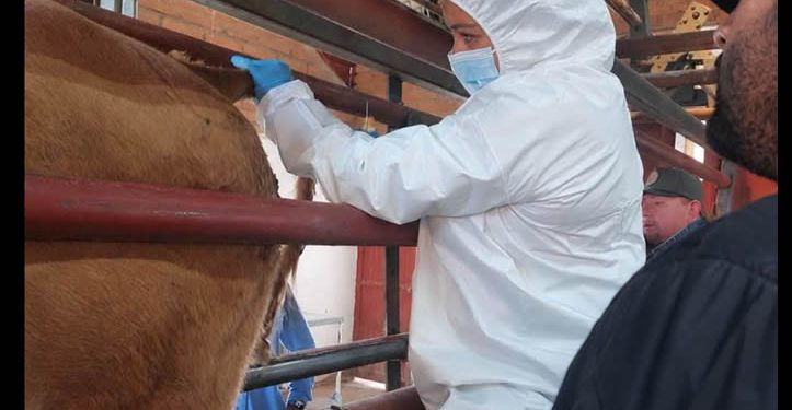 AGRICULTURA descarta caso de fiebre aftosa en bovino inspeccionado en Sonora