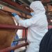 AGRICULTURA descarta caso de fiebre aftosa en bovino inspeccionado en Sonora