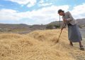 Precios mundiales de los alimentos se dispararon en septiembre a su nivel más alto en casi cuatro años