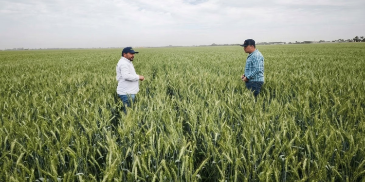 Valle del Yaqui produce más trigo con menos agua, nitrógeno y combustible
