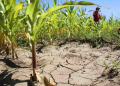 México busca salvar su maíz y trigo: una biotecnología promete bajar costos hasta 40%