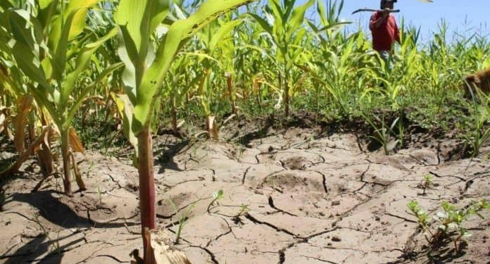 México busca salvar su maíz y trigo: una biotecnología promete bajar costos hasta 40%