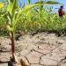 México busca salvar su maíz y trigo: una biotecnología promete bajar costos hasta 40%