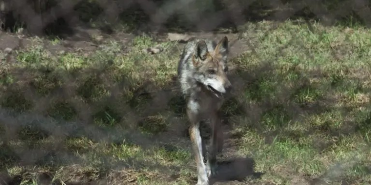 Acusan a Estados Unidos por incumplir en la protección del lobo gris mexicano, subespecie en peligro de extinción