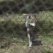 Acusan a Estados Unidos por incumplir en la protección del lobo gris mexicano, subespecie en peligro de extinción