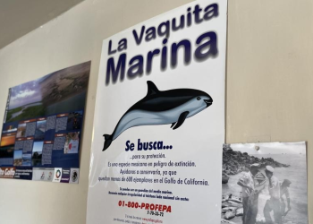 ¡Ganan los pescadores!, se reduce más el polígono de protección de vaquita marina