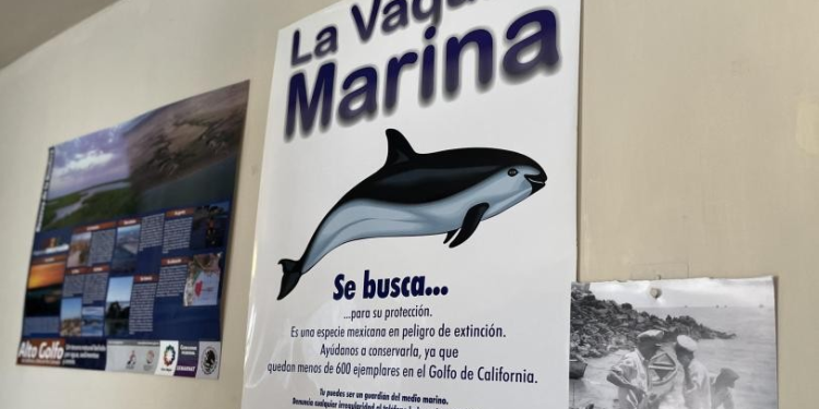 ¡Ganan los pescadores!, se reduce más el polígono de protección de vaquita marina