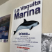¡Ganan los pescadores!, se reduce más el polígono de protección de vaquita marina