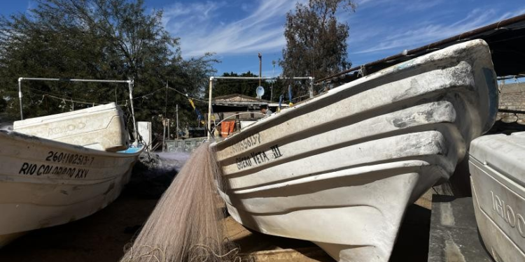 Reducen 86% polígono de protección para la vaquita marina