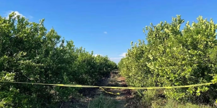 Colectivos de Búsqueda Localizan Restos Óseos y el Cuerpo de una Mujer en Bácum y Cajeme