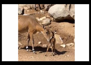 Nacen dos crías de antílope nilghai en el Centro Ecológico de Sonora