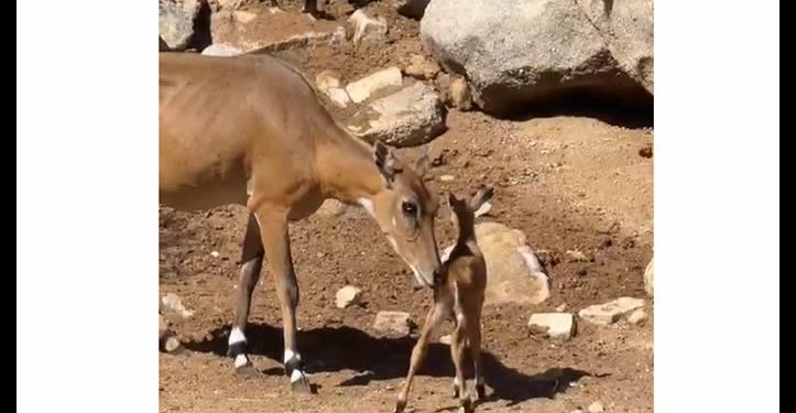 Nacen dos crías de antílope nilghai en el Centro Ecológico de Sonora
