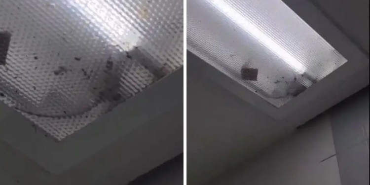 Ratas hasta en las lámparas: denuncian malas condiciones en IMSS de Ciudad Obregón