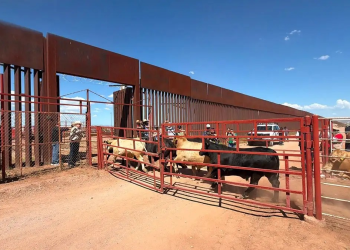 Detectan afta en un becerro de Sonora y suspenden temporalmente exportación a EU
